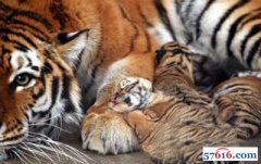 新年第一天新疆三只虎宝宝降生